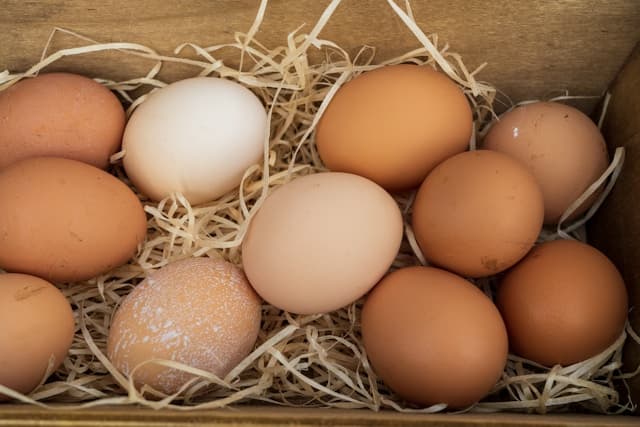 Premium Quality Eggs